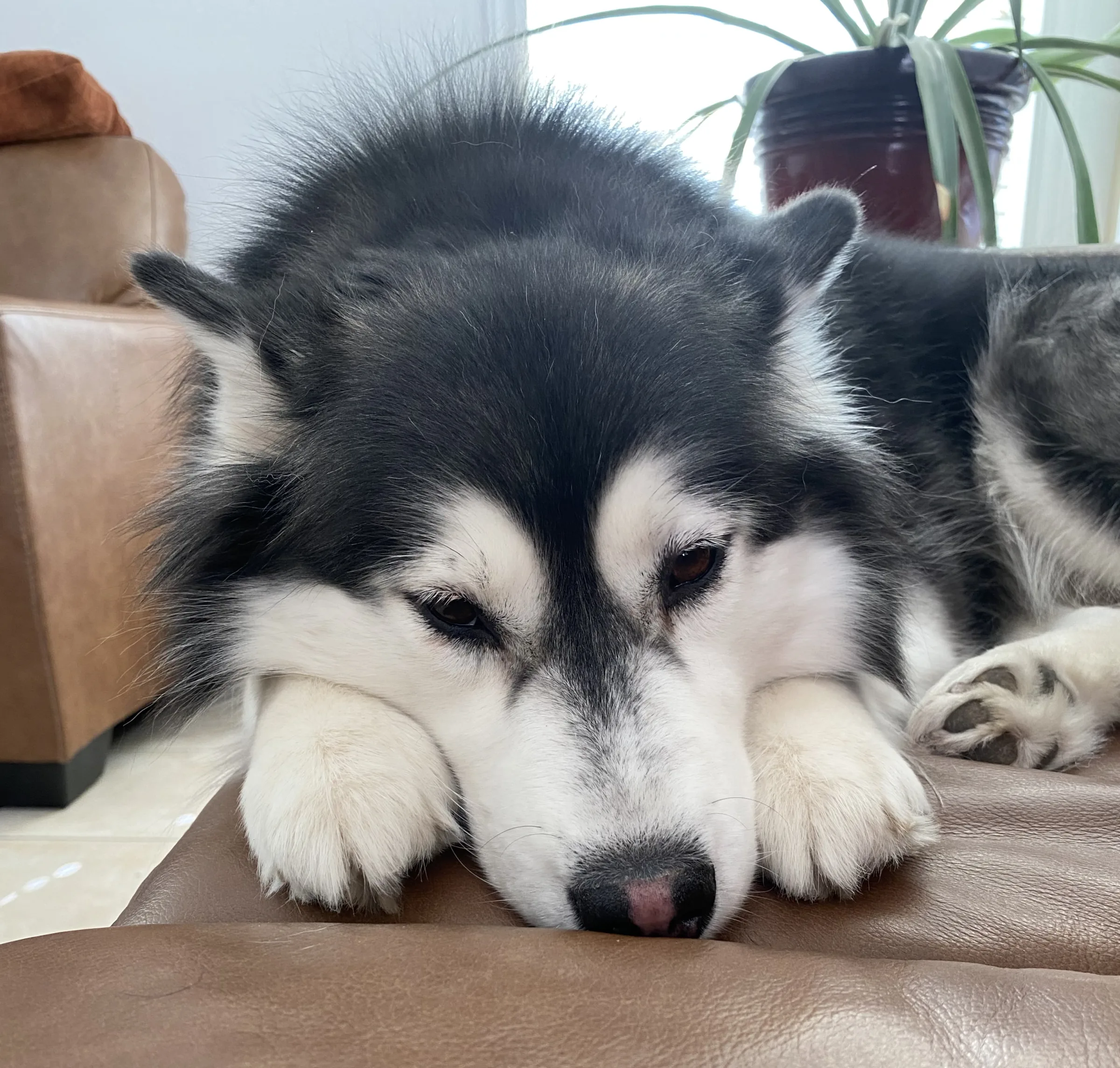 Kona Bear